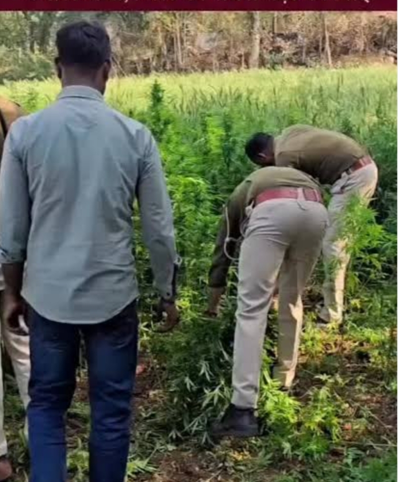 मक्के के बीच “सफेद जहर” की खेती,दुर्ग में एक करोड़ की अफीम का भंडाफोड़, संदिग्ध हिरासत में